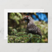 Happy Spruce Grouse Postkarte (Vorne/Hinten)