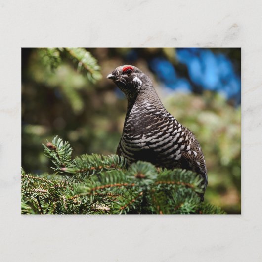 Happy Spruce Grouse Postkarte (Vorderseite)
