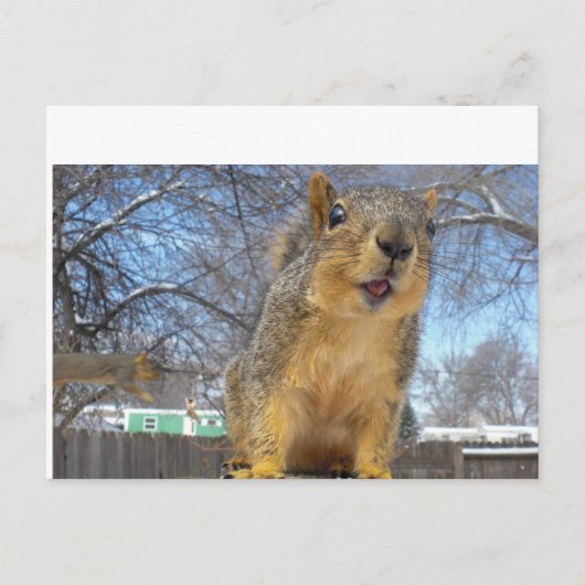 Happy Squirell Postkarte (Vorderseite)
