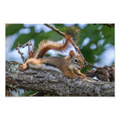 Happy Squirrel Fotodruck (Vorne)