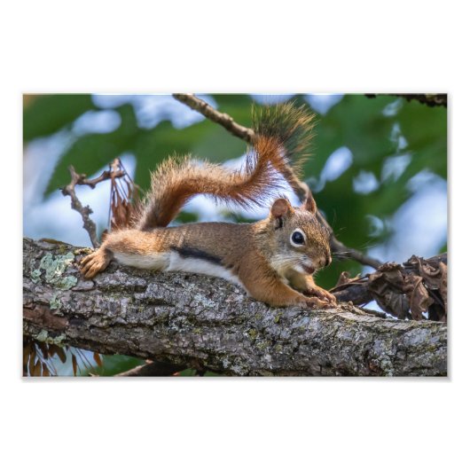 Happy Squirrel Fotodruck (Vorne)
