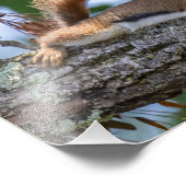 Happy Squirrel Fotodruck (Ecke)