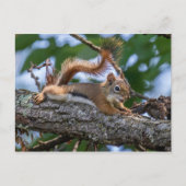Happy Squirrel Postkarte (Vorderseite)