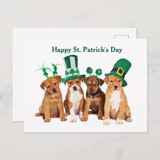 Happy St. Patrick's Day Hunde Postkarte (Vorne/Hinten)