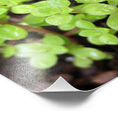 Happy Stonecrop Fotodruck (Ecke)