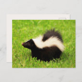 Happy Striped Skunk Postkarte (Vorne/Hinten)