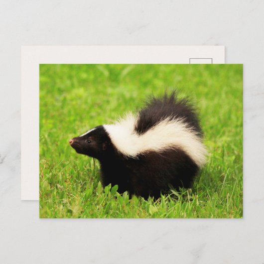 Happy Striped Skunk Postkarte (Vorne/Hinten)