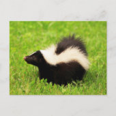 Happy Striped Skunk Postkarte (Vorderseite)