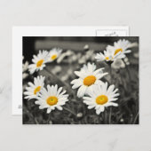 Happy Summer Daisies Postkarte (Vorne/Hinten)