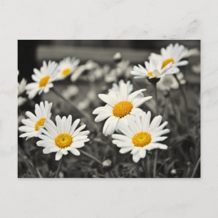 Happy Summer Daisies Postkarte