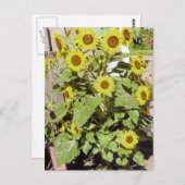 Happy Sunblumen Postkarte (Vorne/Hinten)