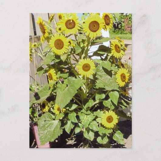 Happy Sunblumen Postkarte (Vorderseite)