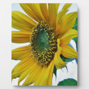 Happy Sunflower Fotoplatte