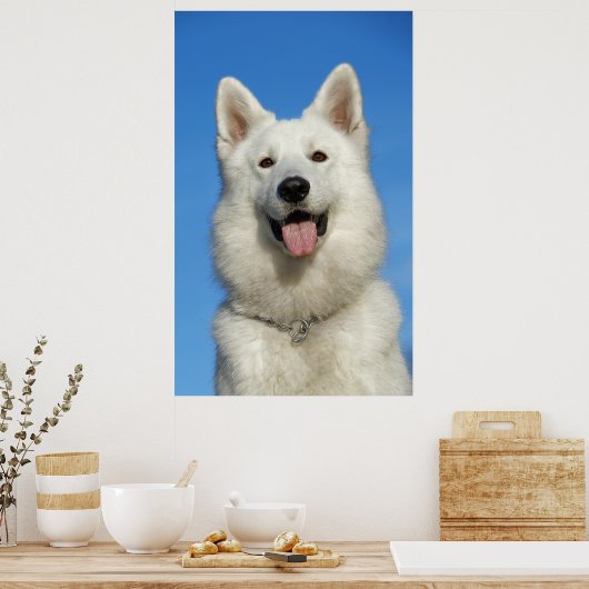 Happy Swiss Shepherd Poster (Küche)