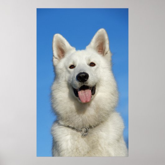 Happy Swiss Shepherd Poster (Vorne)