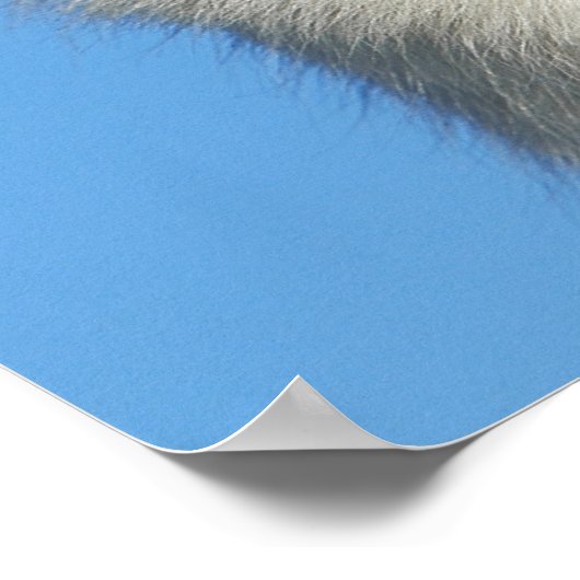 Happy Swiss Shepherd Poster (Ecke)