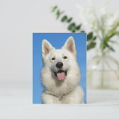 Happy Swiss Shepherd Postkarte (Stehend Vorderseite)