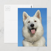 Happy Swiss Shepherd Postkarte (Vorne/Hinten)