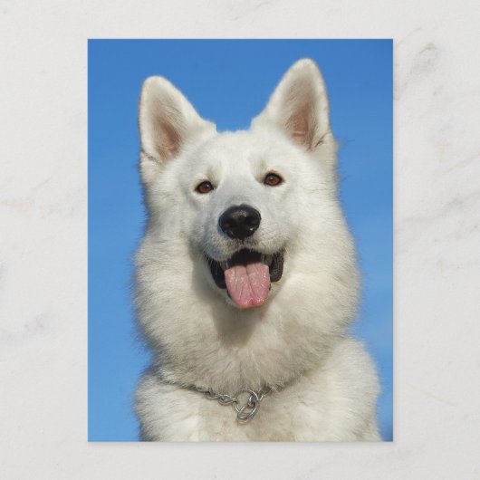 Happy Swiss Shepherd Postkarte (Vorderseite)