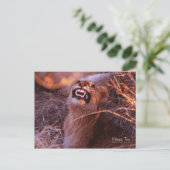 Happy Tau, Lächelnd Lion Cub Postkarte (Stehend Vorderseite)