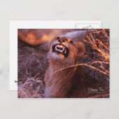 Happy Tau, Lächelnd Lion Cub Postkarte (Vorne/Hinten)