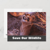 Happy Tau, Rett unsere Wildlife Postkarte (Vorne/Hinten)