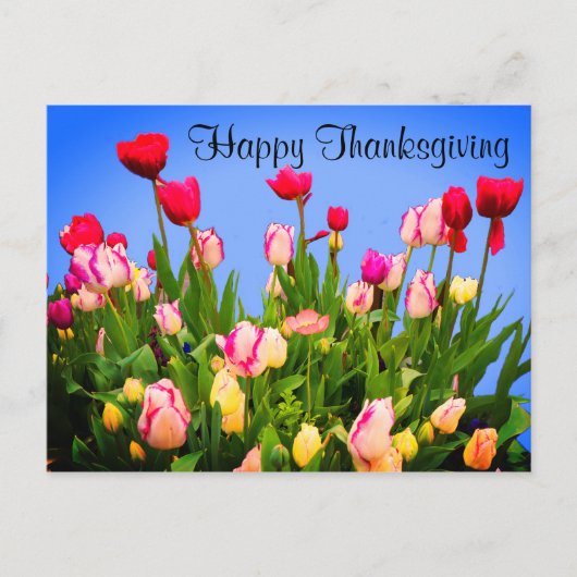 Happy Thanksgiving Verschiedene Tulpen #3 Postkart Postkarte (Vorderseite)