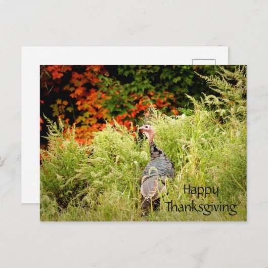 Happy Thanksgiving Wild Turkey Herbstlaubs Postkarte (Vorne/Hinten)