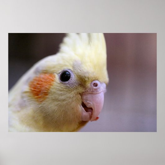 Happy tiel poster (Vorne)