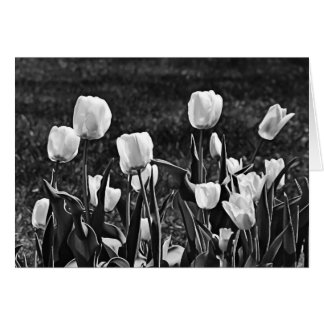 Happy Tulips Black und White