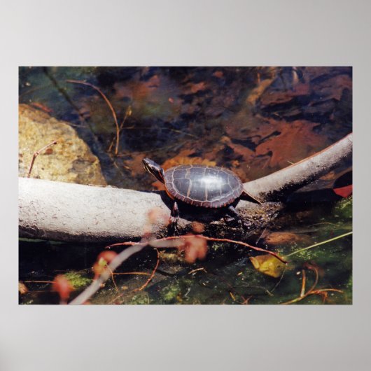Happy Turtle Poster (Vorne)