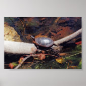 Happy Turtle Poster (Vorne)