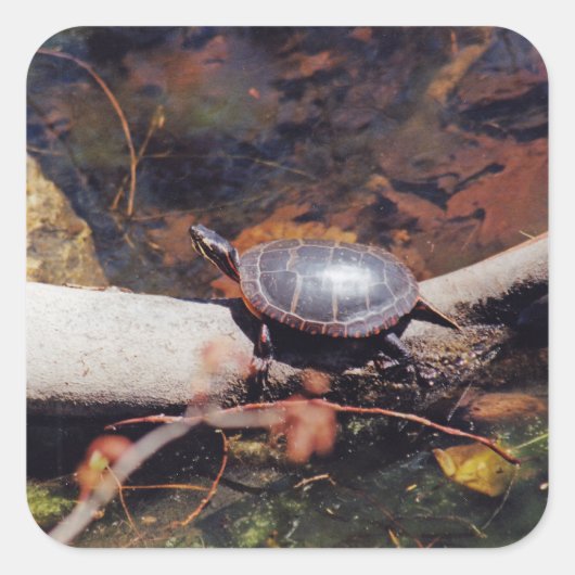 Happy Turtle Quadratischer Aufkleber (Vorderseite)