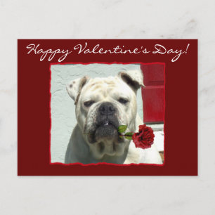 Happy Valentine's Day Bulldog postcard Feiertagspostkarte