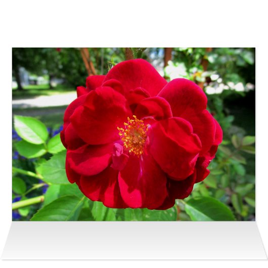 HAPPY VALENTINES DAY MAMA Card (Innenansicht Horizontal (Oben))