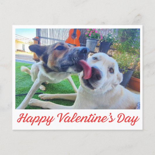 Happy Valentines Day niedliche Hunde Foto Ferienka (Vorderseite)