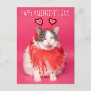 Happy Valentine's Day Warm und Fuzzy Cat Feiertagspostkarte