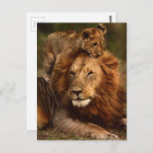 Happy Vathers Day Daddy Lion und Lion Cub Postkarte (Vorne/Hinten)