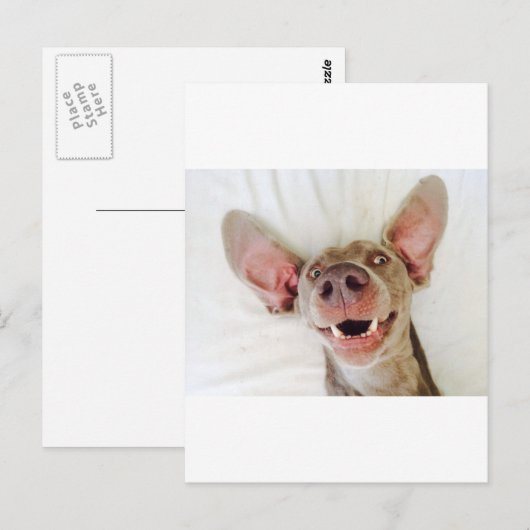Happy Weimaraner Postkarte (Vorne/Hinten)