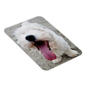 Happy Welpe, weißer Hund, Malteese, Maltipoo. Magnet (Rechte Seite)