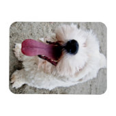 Happy Welpe, weißer Hund, Malteese, Maltipoo. Magnet (Horizontal)