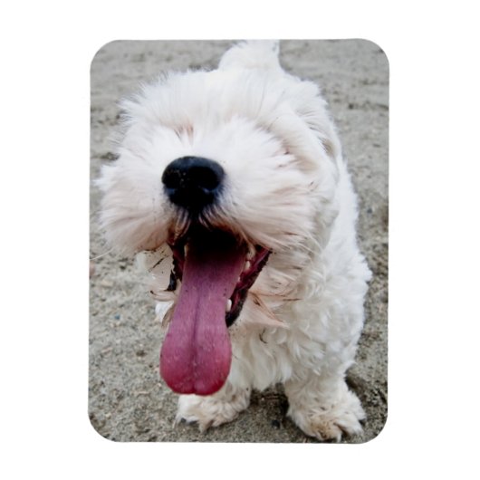 Happy Welpe, weißer Hund, Malteese, Maltipoo. Magnet (Vertikal)
