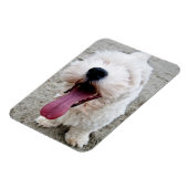 Happy Welpe, weißer Hund, Malteese, Maltipoo. Magnet (Linke Seite)