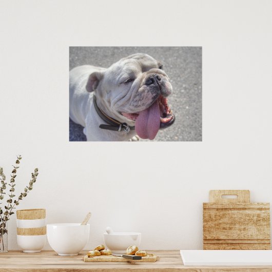 Happy White Bulldog Poster (Küche)