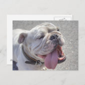 Happy White Bulldog Postkarte (Vorne/Hinten)