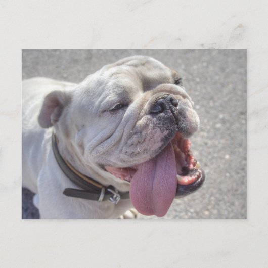 Happy White Bulldog Postkarte (Vorderseite)