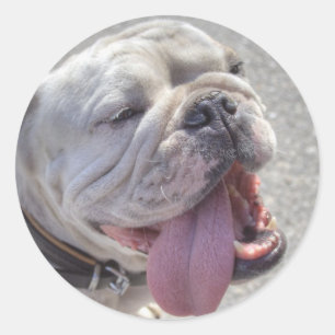 Happy White Bulldog Runder Aufkleber