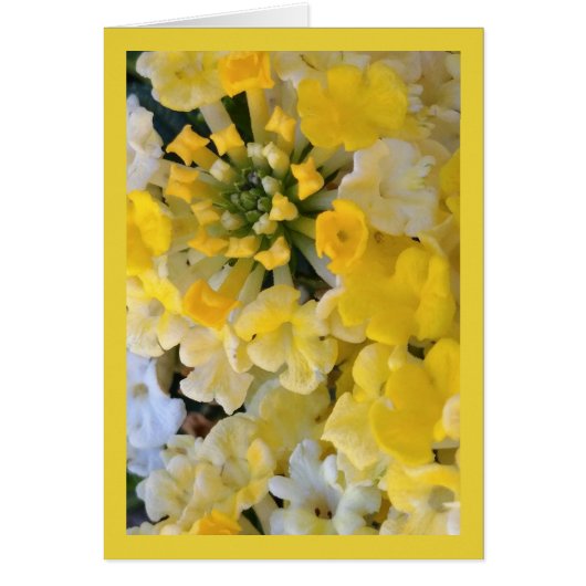 Happy Yellow Blooms - Song of Sol. 6:1 Grüß. Karte (Vorne)