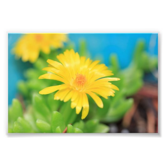 Happy Yellow Succulent Blume Fotodruck (Vorne)
