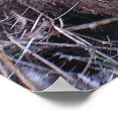 HAPUU FERN FRONDS HAWAII POSTER (Ecke)